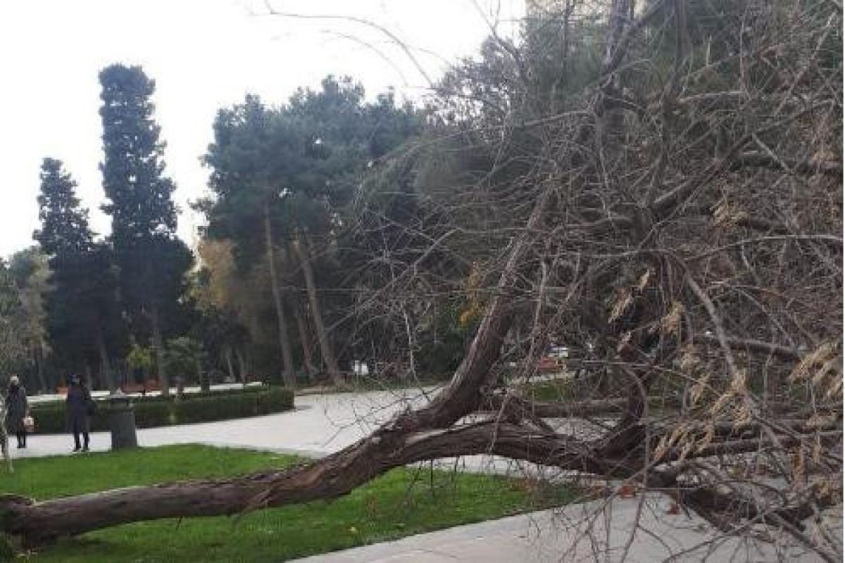 Сильный ветер повалил в Баку несколько деревьев