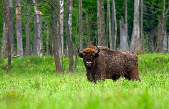 Azerbaijan emerges as new habitat for bisons