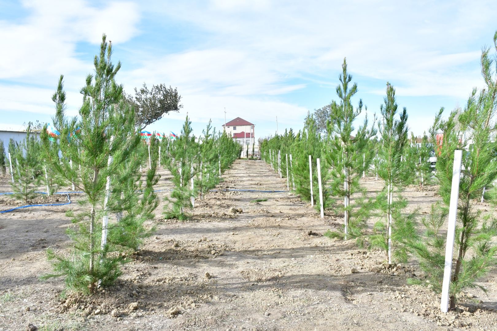 Азербайджан является одним из лидеров в регионе по озеленению