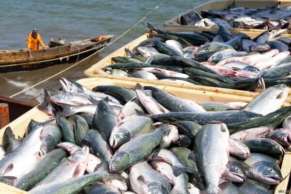В Азербайджан началась поставка рыбных деликатесов из Астрахани