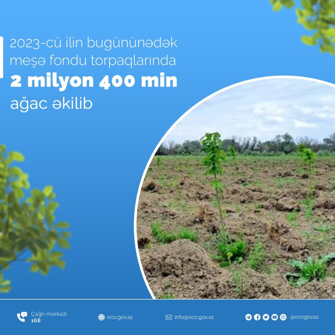 В Азербайджане в этом году на землях лесного фонда посажено 2 миллиона 400 тысяч деревьев