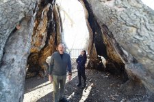 President Ilham Aliyev, First Lady Mehriban Aliyeva visit "Chinar sacred place" monument complex (PHOTO/VIDEO)