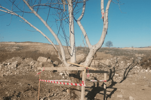 Yeni salınacaq Füzuli Mərkəzi Parkının ərazisində aparılan təmizlik işləri zamanı mövcud ağacların qorunması təmin edilir (FOTO)