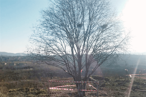 Yeni salınacaq Füzuli Mərkəzi Parkının ərazisində aparılan təmizlik işləri zamanı mövcud ağacların qorunması təmin edilir (FOTO)