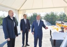 President Ilham Aliyev views conditions created in "Lenk Frut" citrus orchard in Lankaran district (PHOTO/VIDEO)