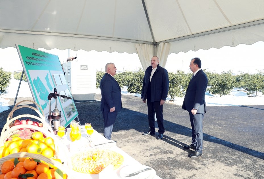 President Ilham Aliyev views conditions created in "Lenk Frut" citrus orchard in Lankaran district (PHOTO/VIDEO)