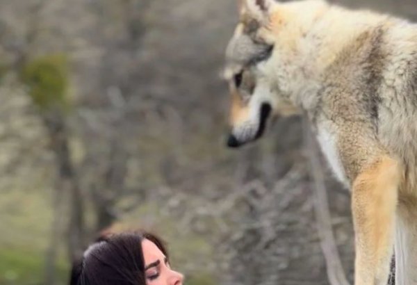 Наедине с волками…  Красивая азербайджанская свадьба превращается в трагедию (ВИДЕО, ФОТО)