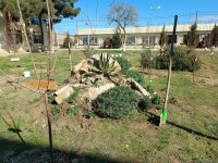 Фонд Университета ADA посадил 63 фруктовых дерева, чтобы увековечить память 63 детей-жертв  Ходжалинского геноцида (ФОТО)