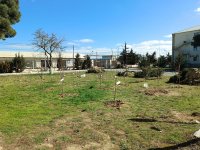 Фонд Университета ADA посадил 63 фруктовых дерева, чтобы увековечить память 63 детей-жертв  Ходжалинского геноцида (ФОТО)