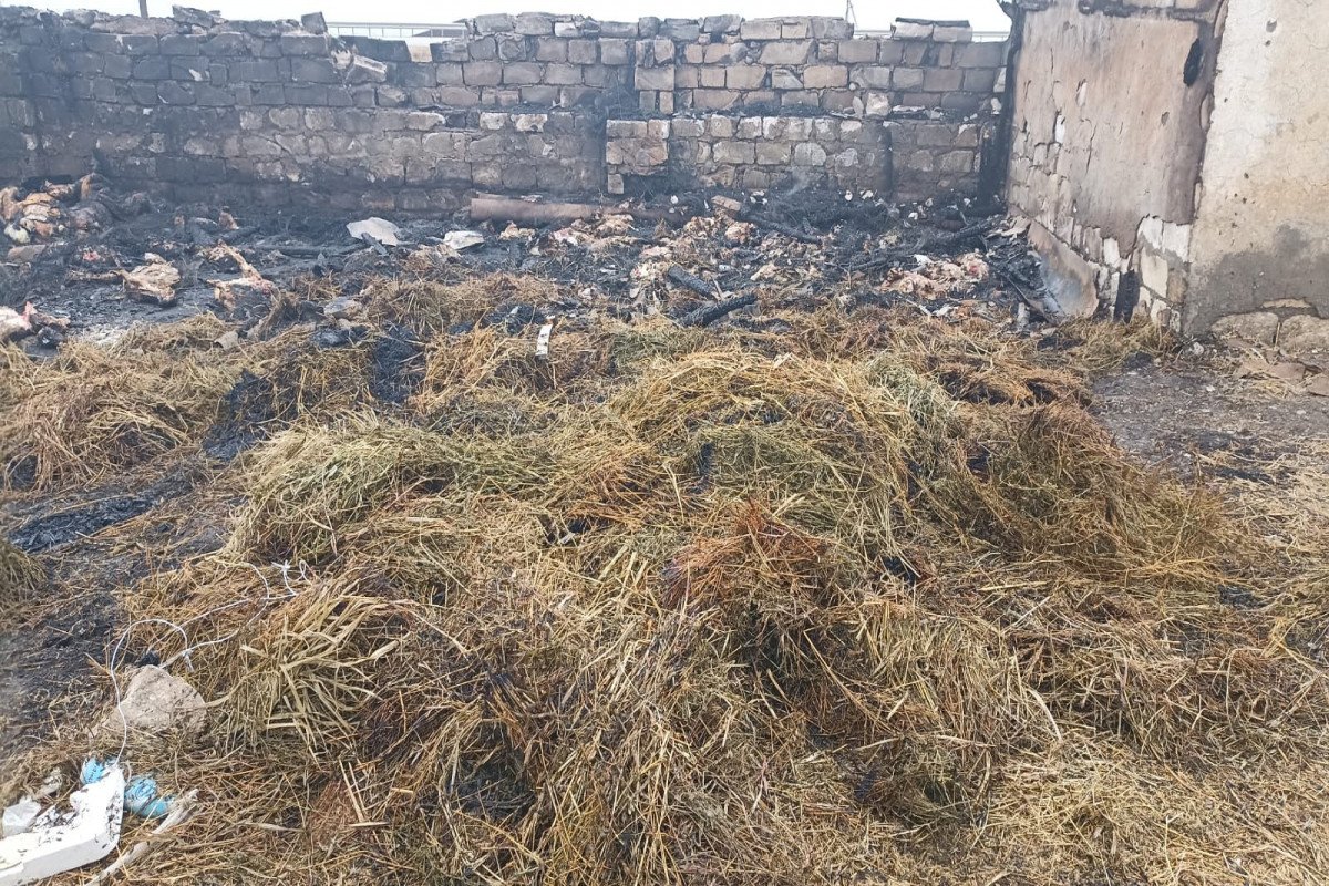 Goranboyda ferma yandırıldı: 230 baş xırdabuynuzlu heyvan tələf oldu (FOTO)