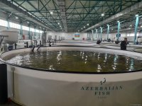 “Azerbaijan Fish Farm” şirkəti Beynəlxalq Biomüxtəliflik Günü münasibətilə Xəzər dənizinə 50 min nərə balığı buraxıb (FOTO)