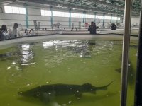 “Azerbaijan Fish Farm” şirkəti Beynəlxalq Biomüxtəliflik Günü münasibətilə Xəzər dənizinə 50 min nərə balığı buraxıb (FOTO)