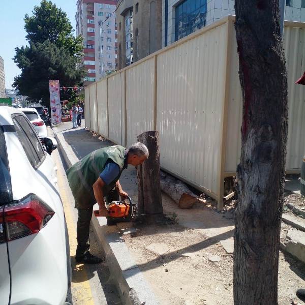 Bakıda qurumuş və qəzalı ağacların götürülməsi aparılır