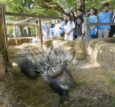 Heydar Aliyev Foundation VP Leyla Aliyeva attends ceremony for release of rare animals into the wild (PHOTO)