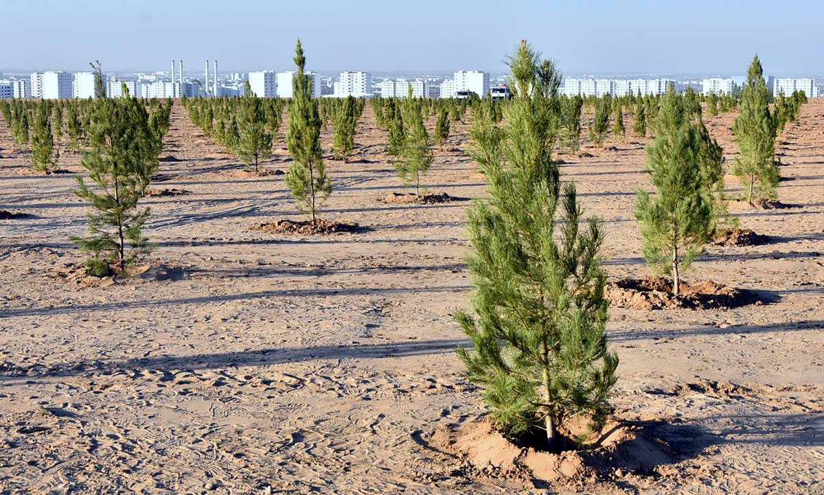 Turkmenistan, FAO to update country's forest code to adapt to climate change