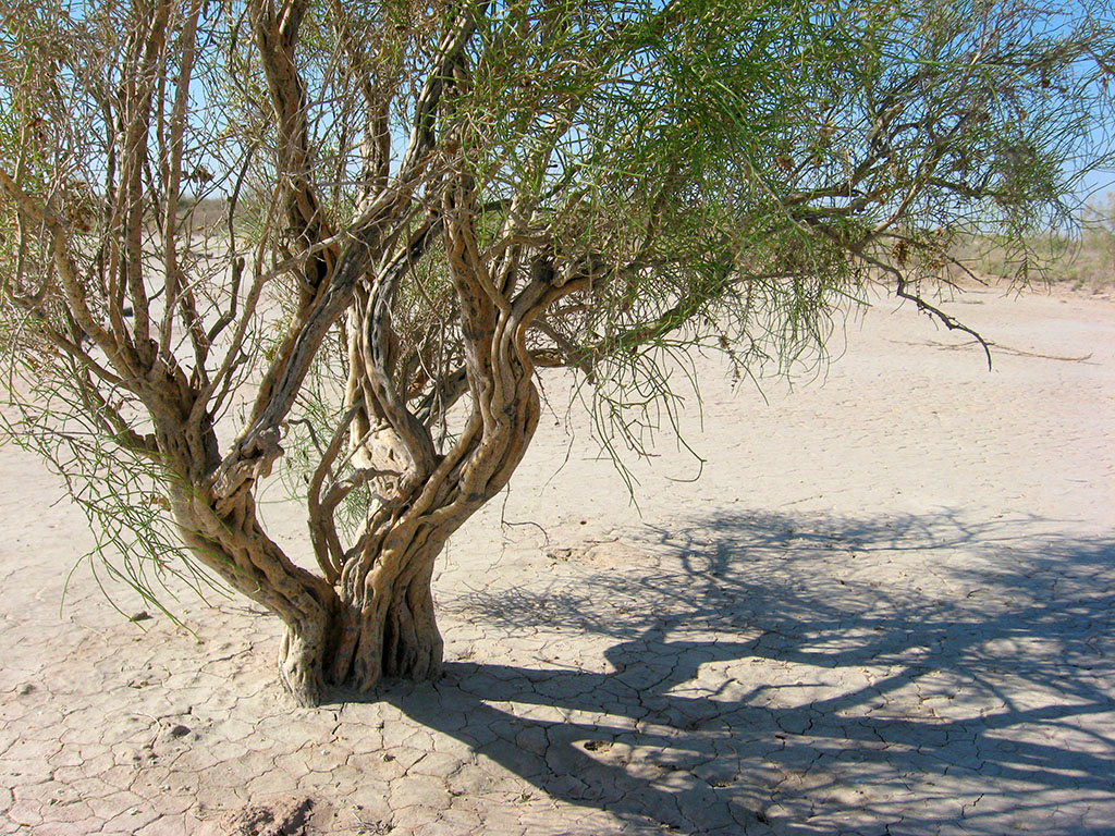 Turkmenistan to develop desertification combatting technology