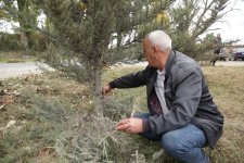 Xaçmazda “Yaşıllaşdırma Marafonu” davam edir (FOTO)