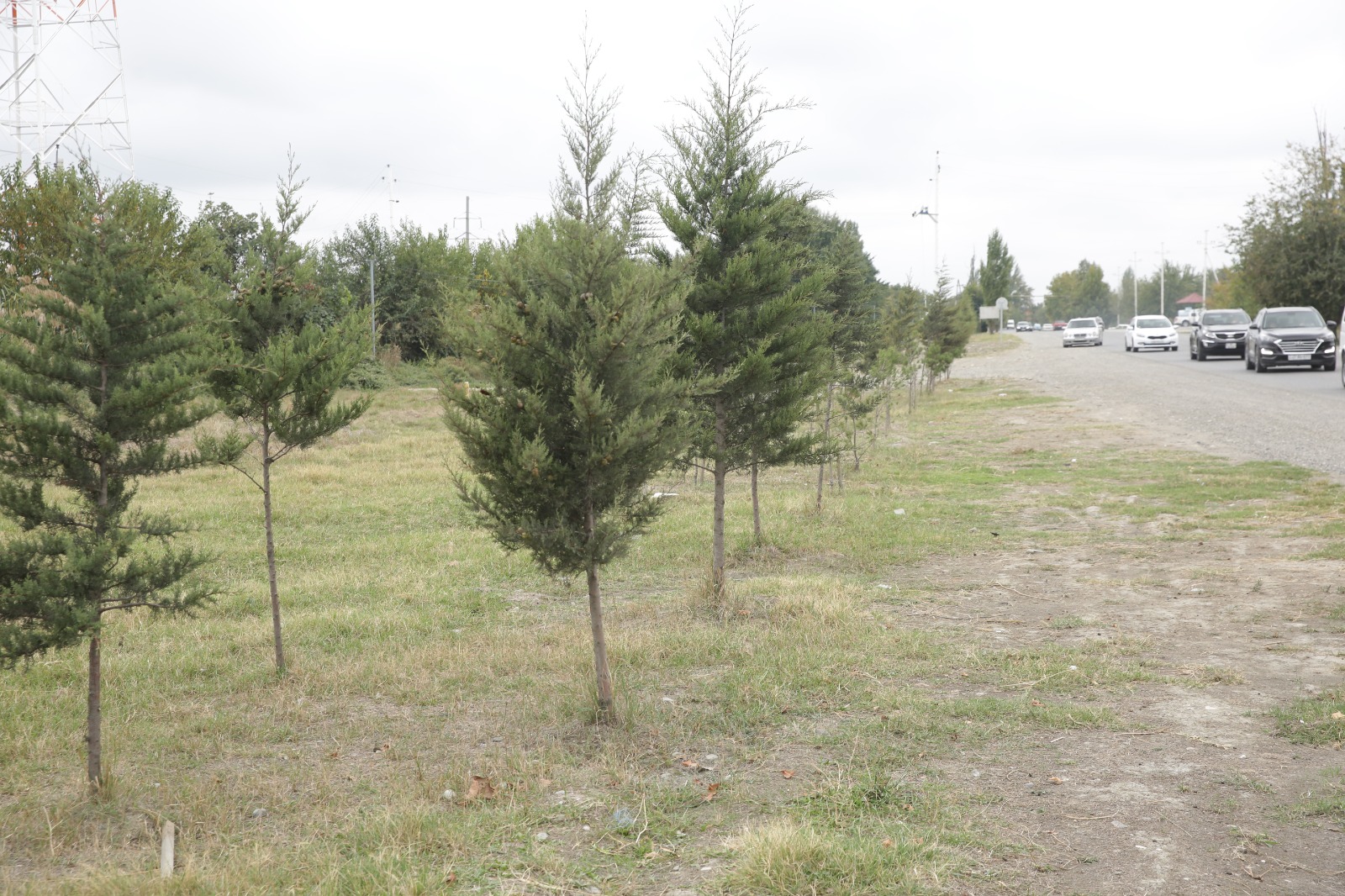 Xaçmazda “Yaşıllaşdırma Marafonu” davam edir (FOTO)