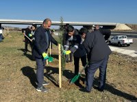 Füzulidə Zəfər Günü ilə əlaqədar ağacəkmə aksiyası keçirilib (FOTO)