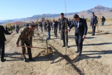 Ordubadda növbəti ağacəkmə aksiyası keçirilib (FOTO)