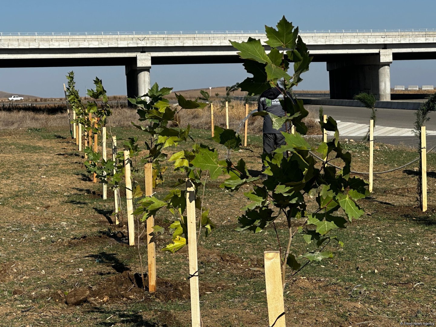 Füzulidə Zəfər Günü ilə əlaqədar ağacəkmə aksiyası keçirilib (FOTO)