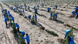 Tree planting campaign held in Shamakhi district at initiative of Heydar Aliyev Foundation, Zero Waste Foundation of Türkiye (PHOTO/VIDEO)