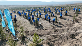 Tree planting campaign held in Shamakhi district at initiative of Heydar Aliyev Foundation, Zero Waste Foundation of Türkiye (PHOTO/VIDEO)