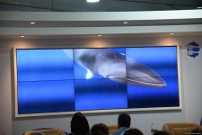 На COP29 состоялась презентация документального фильма "Whale Wash" (ФОТО)