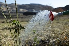 AzerGold CJSC successfully realized the project on Reintroduction of Rare Plants Growing in Dashkasan Region (PHOTO)