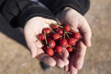 AzerGold CJSC successfully realized the project on Reintroduction of Rare Plants Growing in Dashkasan Region (PHOTO)