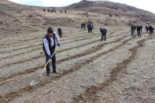 COP29 çərçivəsində Ordubadın Tivi kəndində meşəcinsli ağacların toxumlarının əkini aparılıb (FOTO)