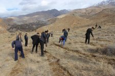 COP29 çərçivəsində Ordubadın Tivi kəndində meşəcinsli ağacların toxumlarının əkini aparılıb (FOTO)