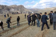 COP29 çərçivəsində Ordubadın Tivi kəndində meşəcinsli ağacların toxumlarının əkini aparılıb (FOTO)