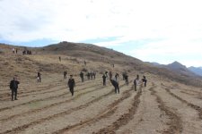 COP29 çərçivəsində Ordubadın Tivi kəndində meşəcinsli ağacların toxumlarının əkini aparılıb (FOTO)