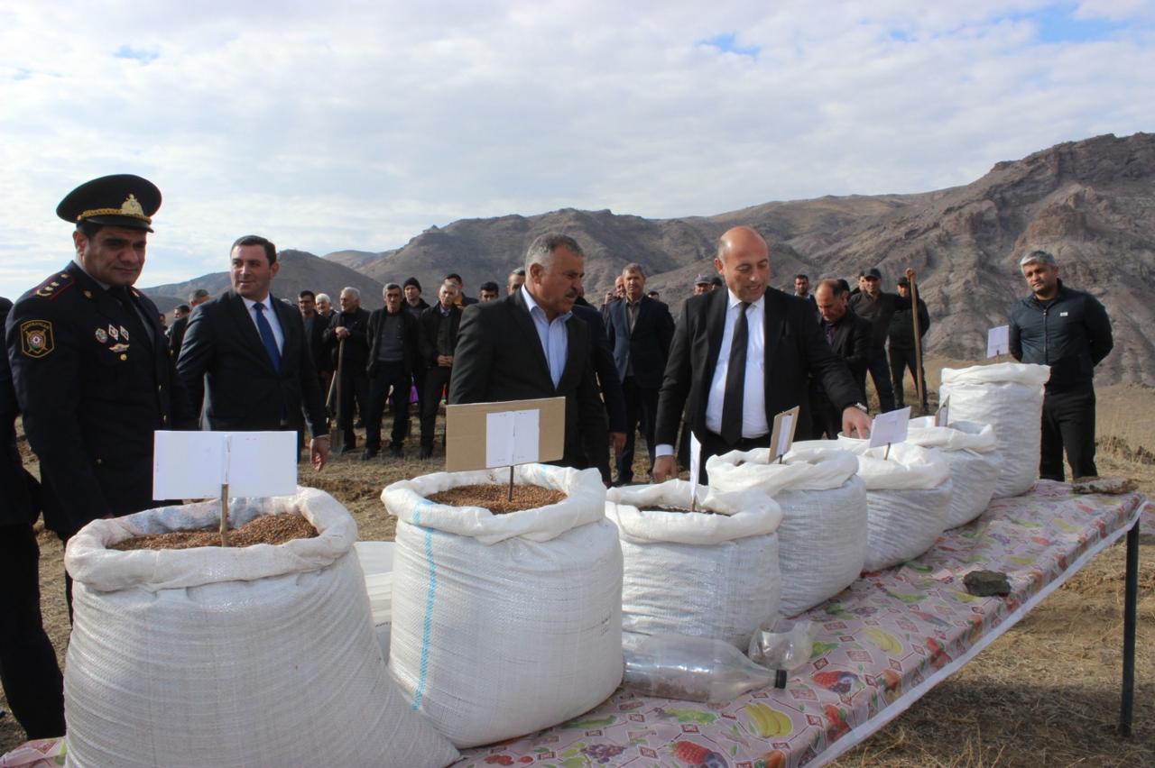 COP29 çərçivəsində Ordubadın Tivi kəndində meşəcinsli ağacların toxumlarının əkini aparılıb (FOTO)