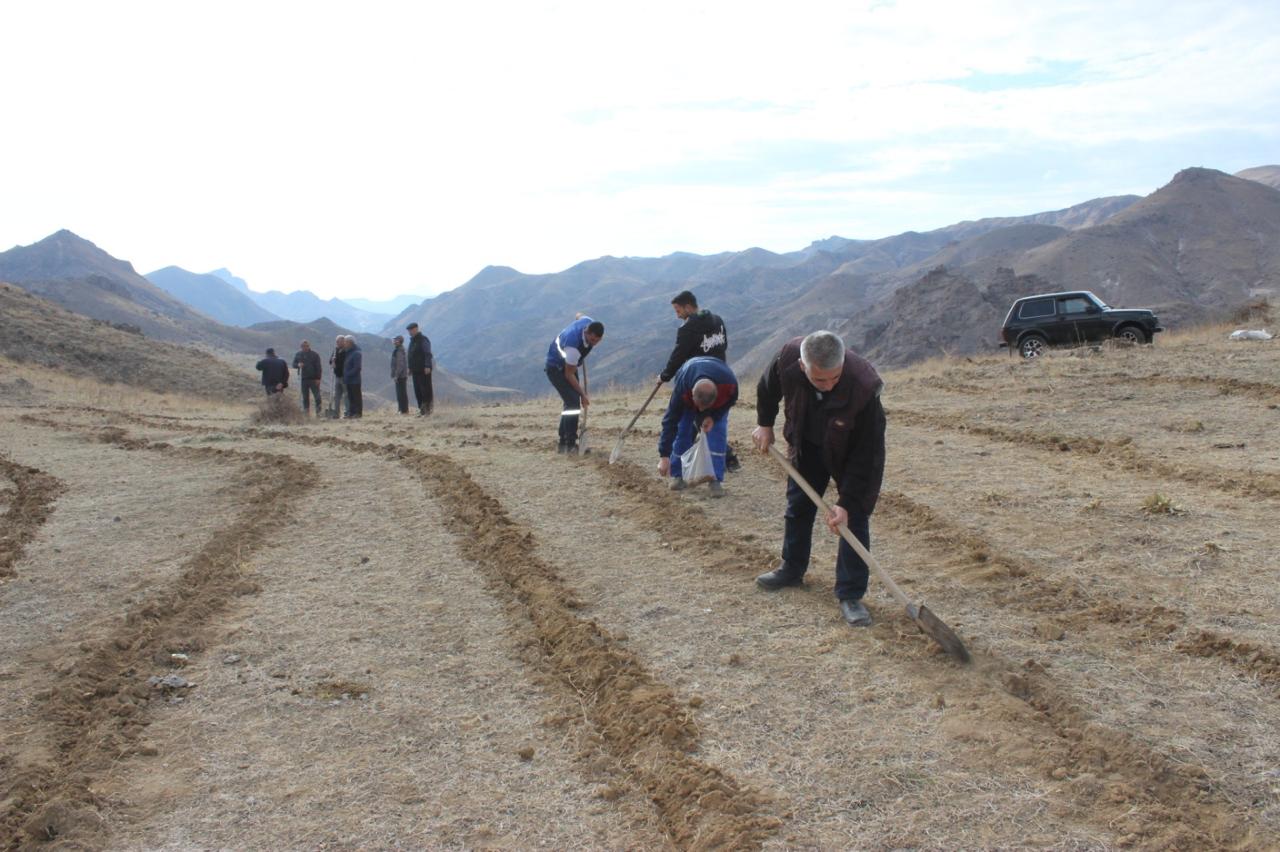 COP29 çərçivəsində Ordubadın Tivi kəndində meşəcinsli ağacların toxumlarının əkini aparılıb (FOTO)