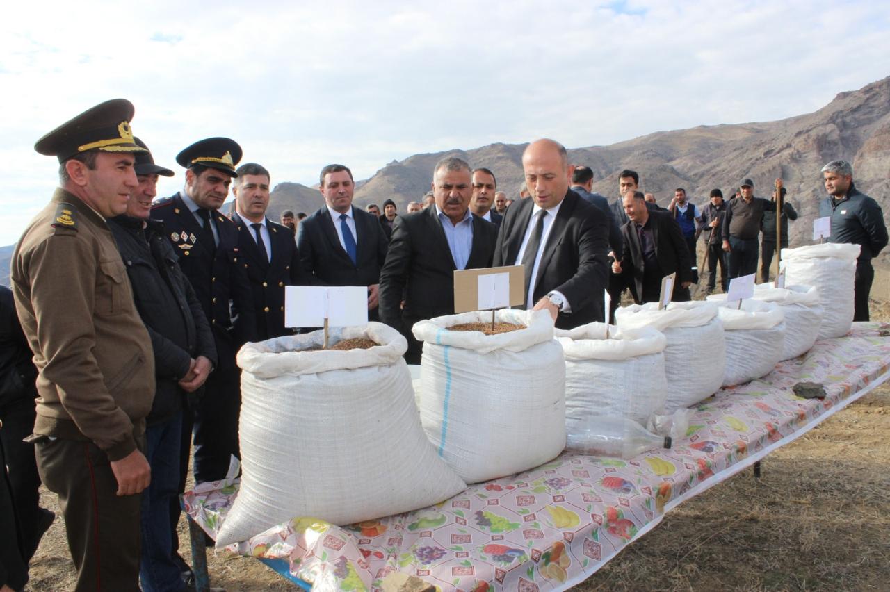 COP29 çərçivəsində Ordubadın Tivi kəndində meşəcinsli ağacların toxumlarının əkini aparılıb (FOTO)