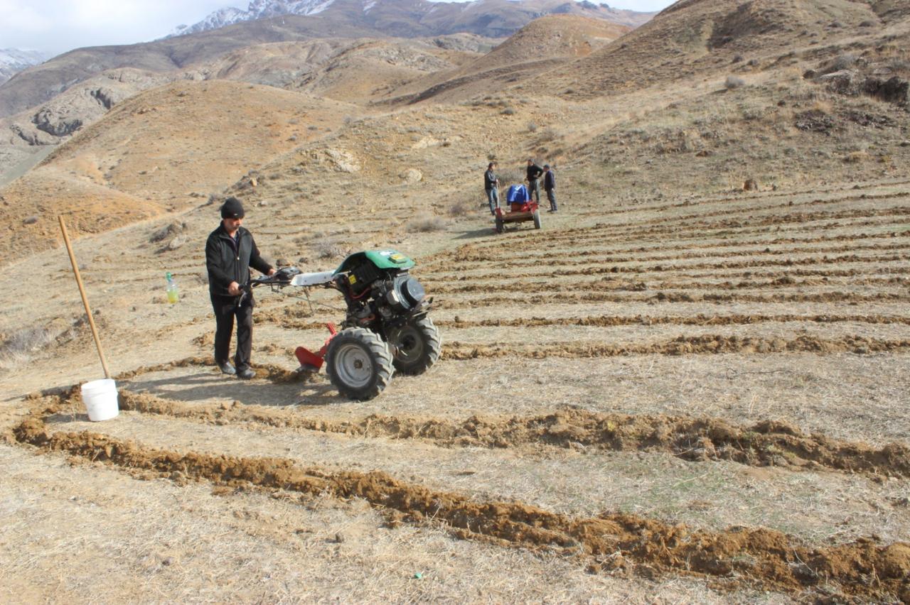 COP29 çərçivəsində Ordubadın Tivi kəndində meşəcinsli ağacların toxumlarının əkini aparılıb (FOTO)