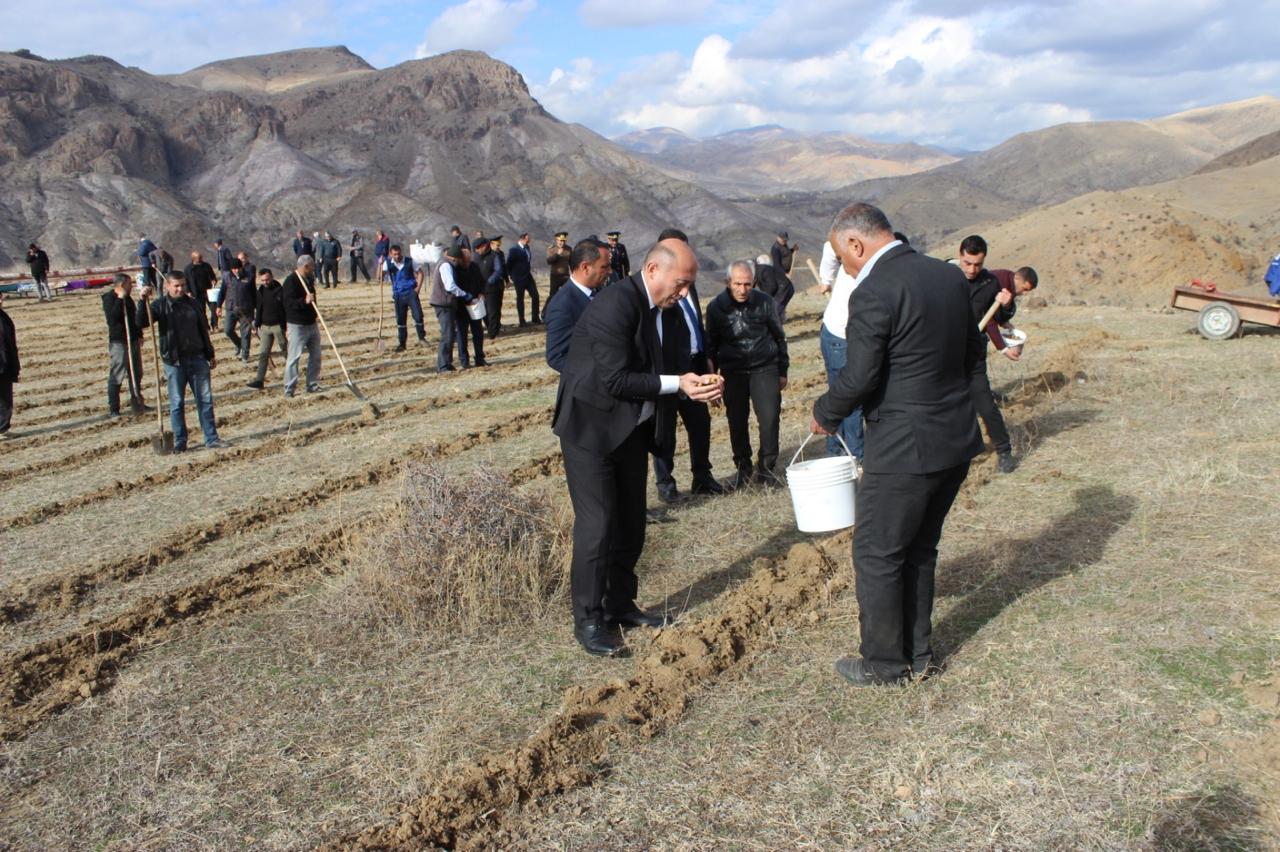 COP29 çərçivəsində Ordubadın Tivi kəndində meşəcinsli ağacların toxumlarının əkini aparılıb (FOTO)