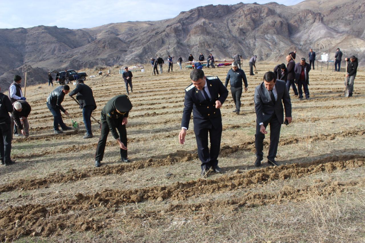 COP29 çərçivəsində Ordubadın Tivi kəndində meşəcinsli ağacların toxumlarının əkini aparılıb (FOTO)