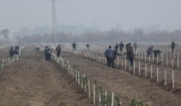 Yevlaxda zərərverici və xəstəliklərə yoluxaraq qurumuş 30 hektar sahədə yeni meşə salınır (FOTO)