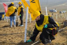 Yelo Bank empowers nature: a tree for each customer (PHOTO)