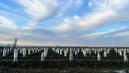 Azərbaycanda limon, naringi və portağal bağı üzrə sığorta ödənişləri edilib (FOTO)