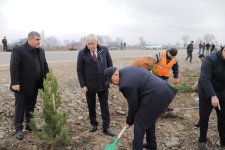 Xaçmazda növbəti ağacəkmə aksiyası keçirilib (FOTO)