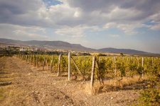 Turning landmines into grapevines in post-war Azerbaijan - Forbes writes (PHOTO)