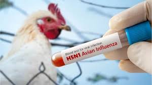 ABŞ-da H5N1 quş qripindən ilk insan ölümü qeydə alınıb