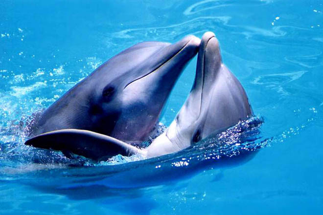 Картинки по запросу дельфин секс