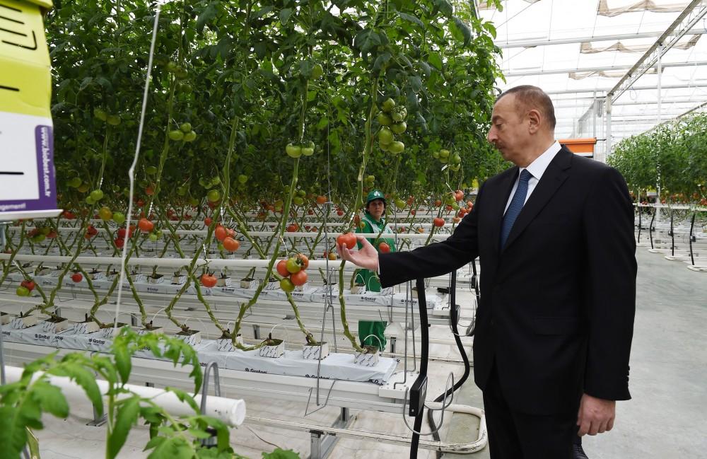 Prezident İlham Əliyev Zirə qəsəbəsində “BAKU AGROPARK”da görülən işlərlə tanış olub