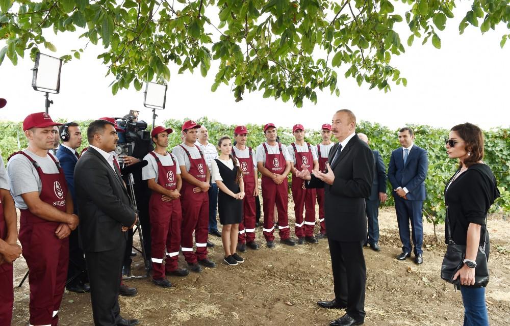 Президент Ильхам Алиев и Первая леди Мехрибан Алиева приняли участие в открытии комплекса виноградарства и виноделия в Шамахе (ФОТО)