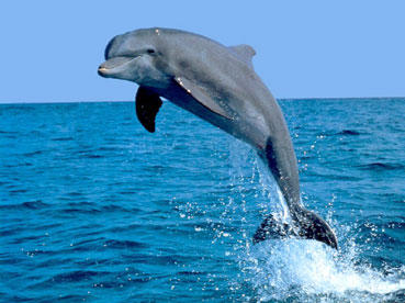 Dünyanın ən yaşlı delfini öldü